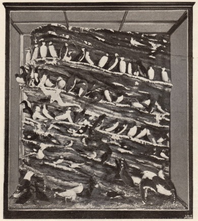 Photograph of a display case containing guillemots from Helgoland